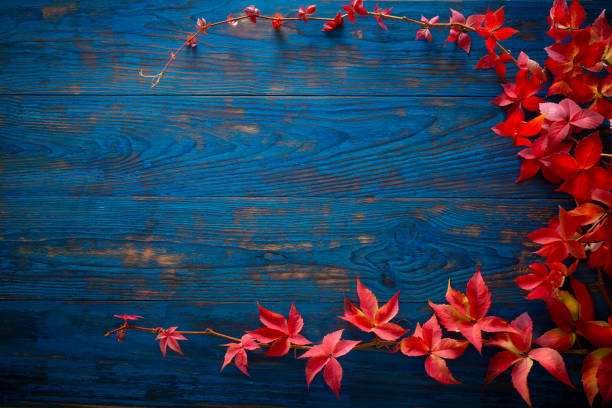 Autumn wooden blue board table with red leaves branch as a fall copy space