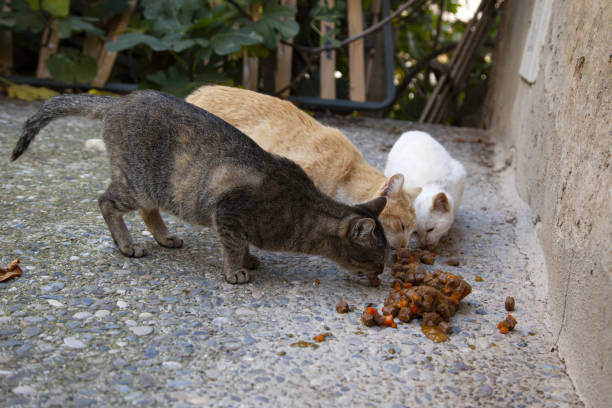 istock Cats abandoned street 1191397171