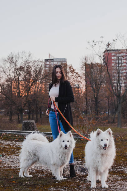 istock Girl with dogs 1191397271