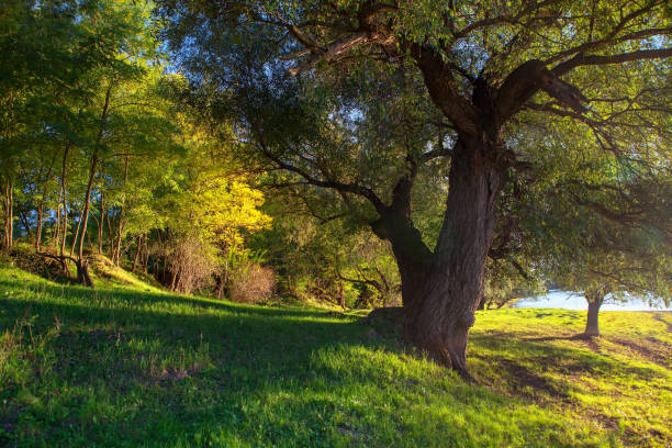 istock in the shade of trees 1191397909