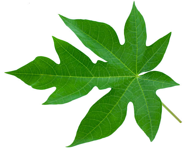 istock Papaya leaf isolated on white background 1191398388