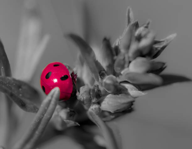 istock Coccinella septempunctata, ladybug on the bush, selective color 1191398623