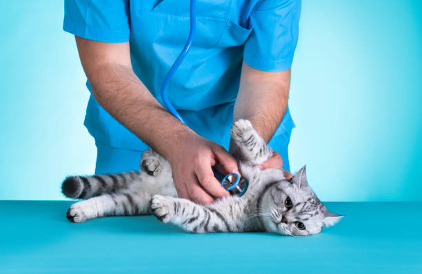 examen médico de gato doméstico - vet domestic cat veterinary medicine stethoscope fotografías e imágenes de stock