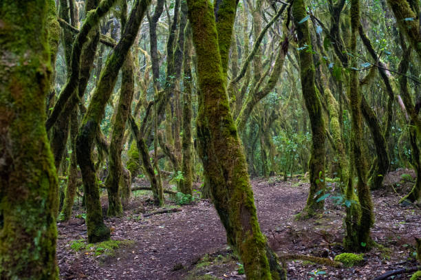 istock La Gomera - Picture 22 1191399561