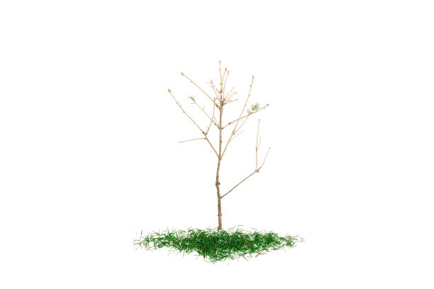 istock Fir tree with fallen foliage on white background. Botanical concept. Flat lay, top view 1191400107