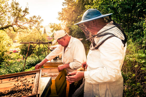 istock Beekeepers at work collecting honey outdoors 1191400320