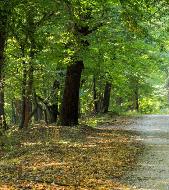 istock Path in the forest with trees in the backgrounds 1191400340