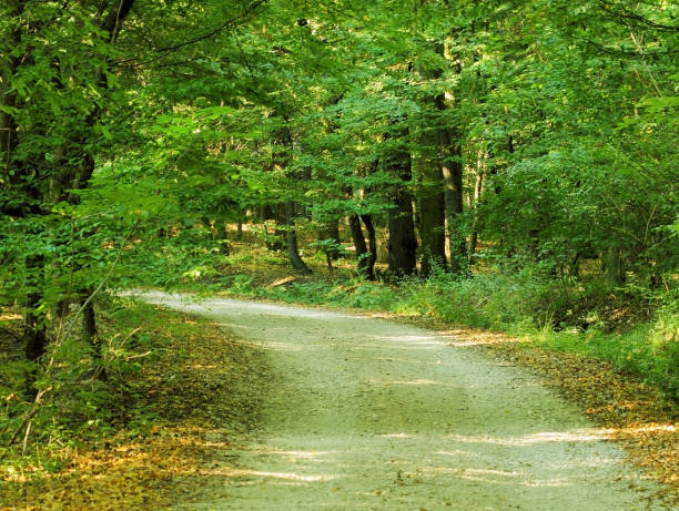 istock Car path in the forest with lots of greenery 1191400949