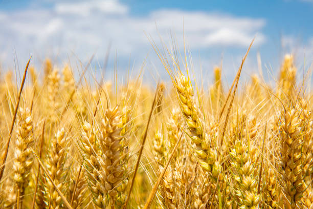 istock The wheat fields are under the blue sky and white clouds 1191401499