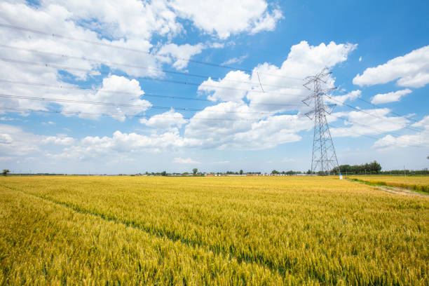 istock The wheat fields are under the blue sky and white clouds 1191401608