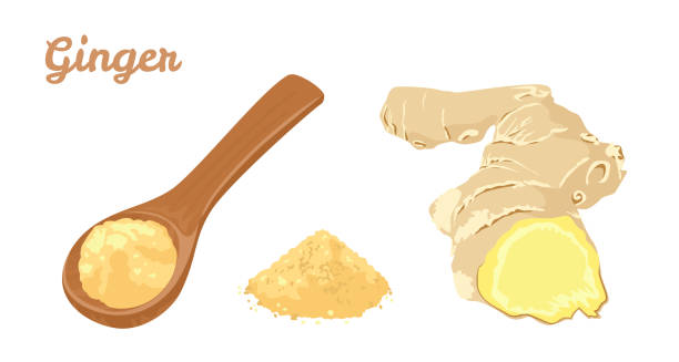 Ginger set. Ginger root and powder in wooden spoon  isolated on white background. Vector illustration of spicy spice seasoning in cartoon flat style. Ginger set. Ginger root and powder in wooden spoon  isolated on white background. Vector illustration of spicy spice seasoning in cartoon flat style. ginger ground spice root stock illustrations