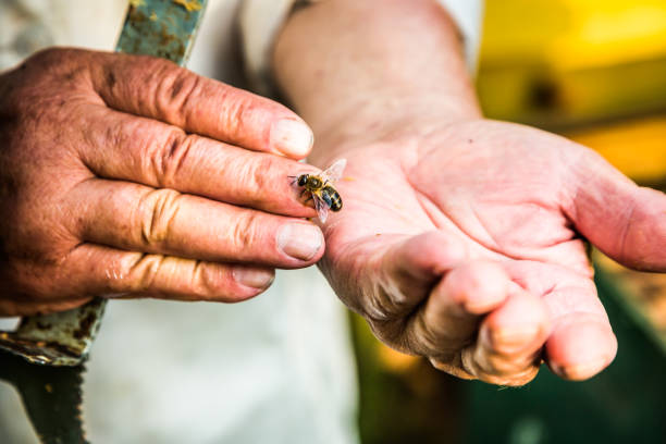 야외에서 꿀을 수집하는 직장에서 양봉가의 손 - beehive rural scene bee outdoors 뉴스 사진 이미지