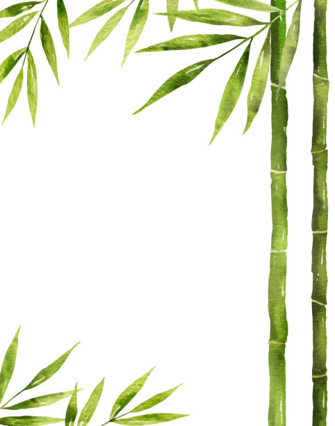 illustrazioni stock, clip art, cartoni animati e icone di tendenza di gambo di bambù vettoriale ad acquerello con foglie verdi e spazio di copia. - bamboo stem feng shui isolated