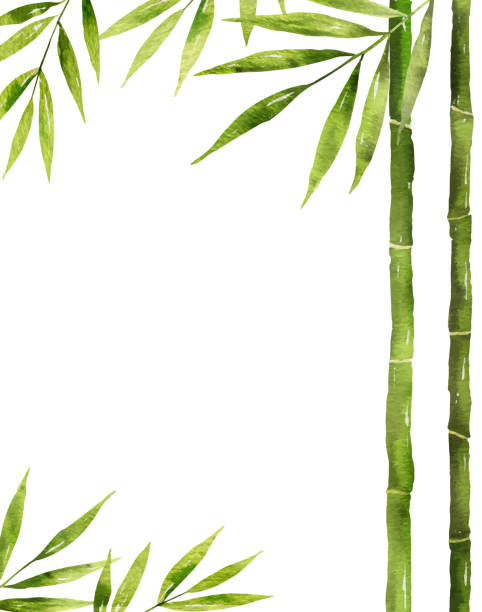 Watercolor vector bamboo stem with green leaves and copy space. Watercolor vector bamboo stem with green leaves and copy space isolated on white background. bamboo background stock illustrations