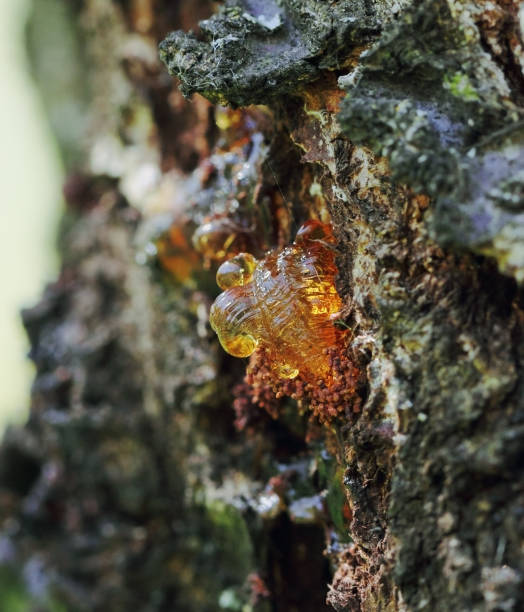 istock Orange apricot resin profile 1191404927