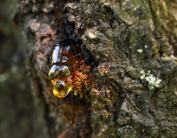 istock Yellow reflecting and smooth apricot resin on the tree bark. 1191404959