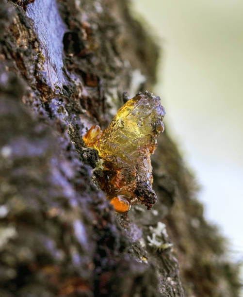 istock Bright transparent yellow resin on apricot tree 1191404982