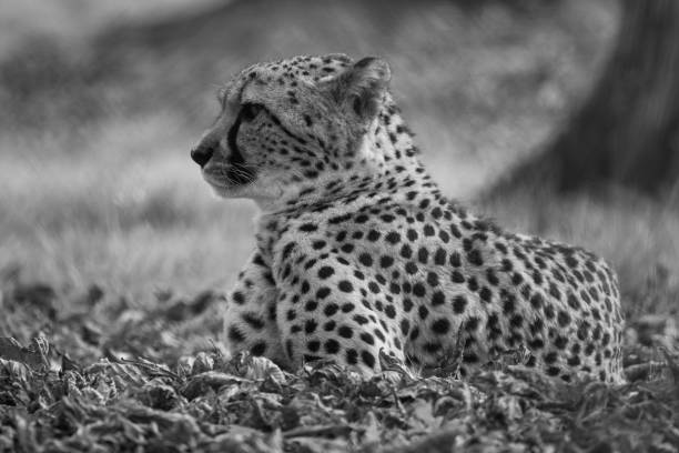 istock a stunning male leopard 1191405133