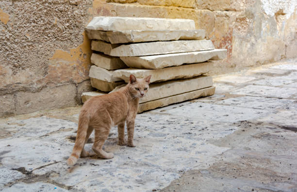 Cats of Malta - stray ginger tabby cat standing at Cospicua street and looking to the camera.