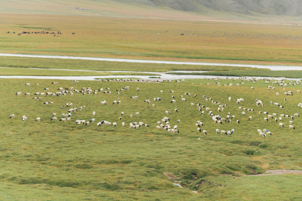 Flock of sheep on grassland