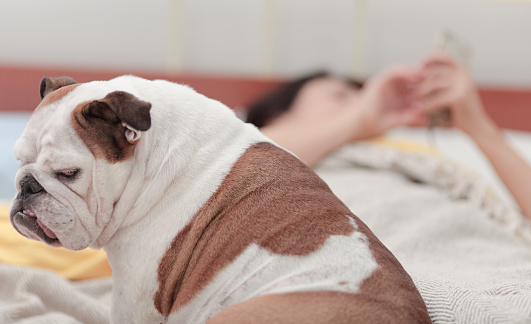 her owner is distracted by a mobile phone and this English Bulldog turns away disappointed!