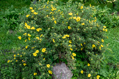 Potentilla fruticosa Goldstar Shrubby Cinquefoil in a Country Cottage Garden in Rural Devon