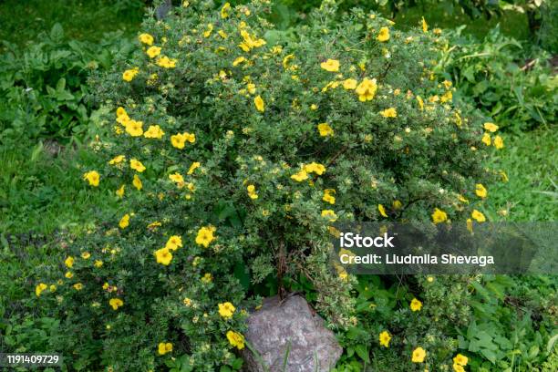 Potentilla Fruticosa Goldstar Shrubby Cinquefoil In England Stock Photo - Download Image Now