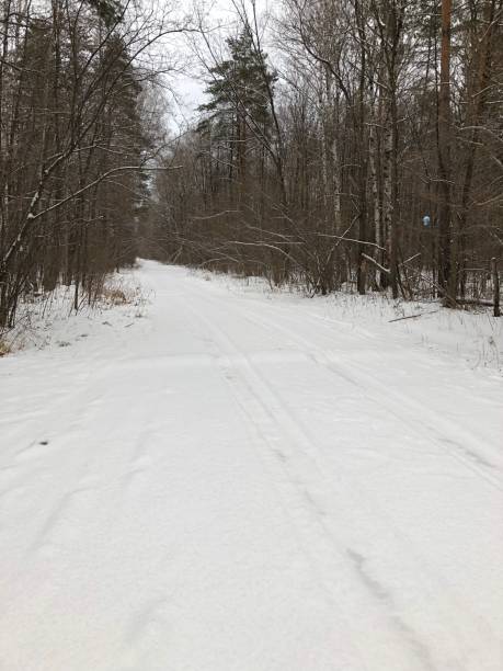 istock winter in the forest.  road, trees, snow, christmas 1191409739
