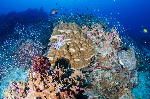 Tropical Fish And Colorful Corals On A Tropical Coral Reef In Thailands ...