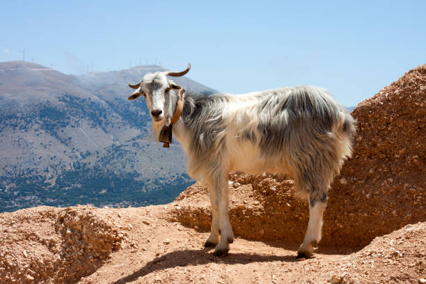 istock mountain goats on the rocks 1191410032