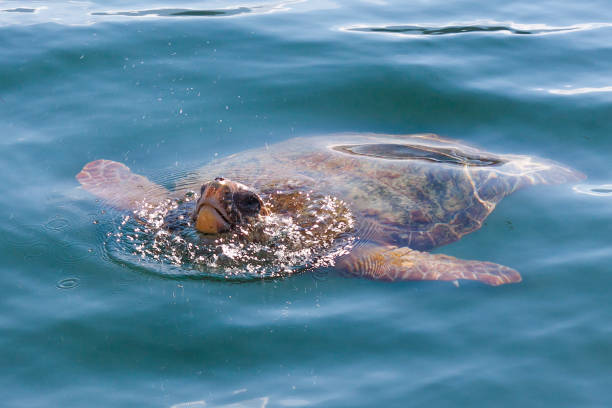 istock Loggerhead sea turtle in the sea 1191410098