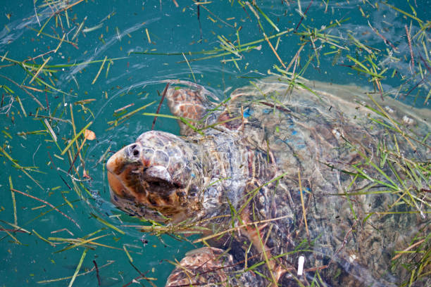 istock Loggerhead sea turtle in the sea 1191410100