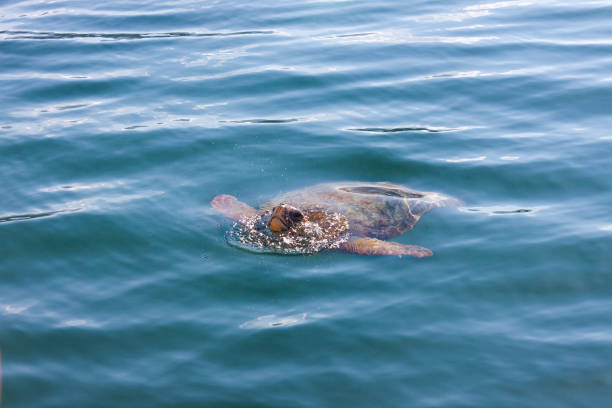 istock Loggerhead sea turtle in the sea 1191410130