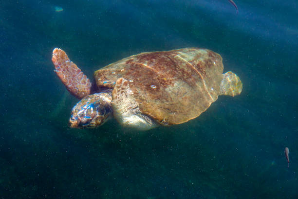 istock Loggerhead sea turtle in the sea 1191410195