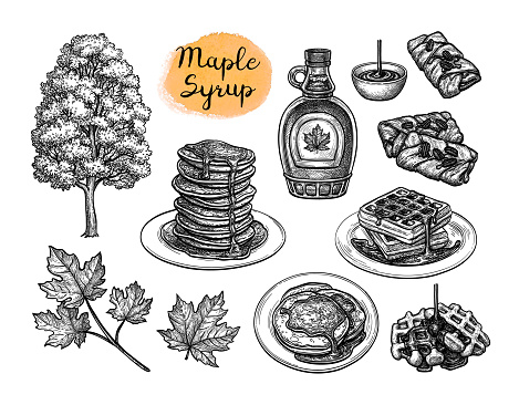 Popular pastries with maple syrup topping. Tree and leaf. Collection of ink sketches isolated on white background. Hand drawn vector illustration. Retro style.