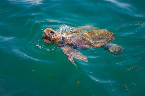 istock Loggerhead sea turtle in the sea 1191410314