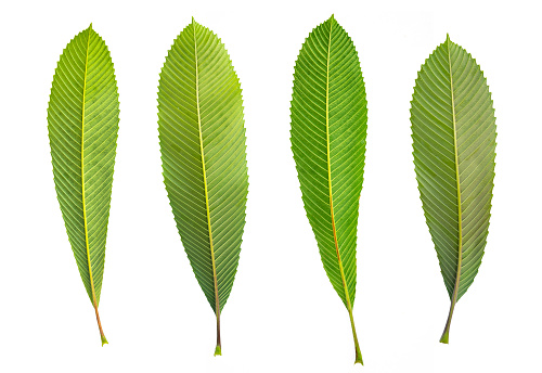 Close-up Elephant apple leaves on white isolated ,Dillenia indica or chalta, green leaves has medicinal properties.