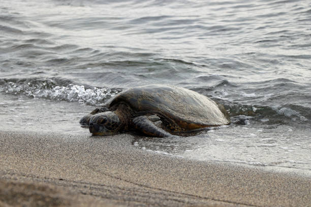 istock Sea Turtle on Hawaii Big Island 1191411356
