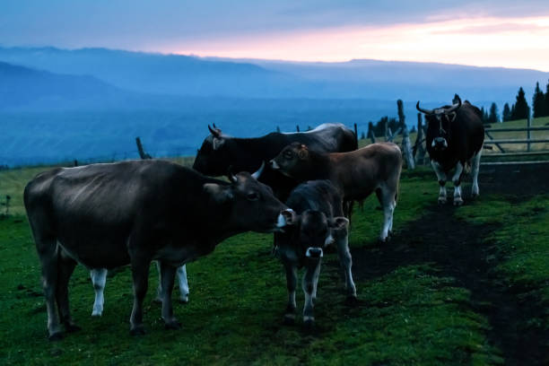 istock Cows grooming on grassland, Xinjiang 1191411512
