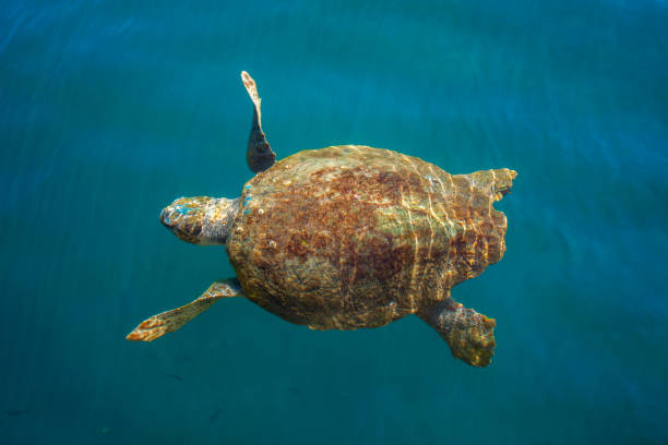 istock Loggerhead sea turtle in the sea 1191413384