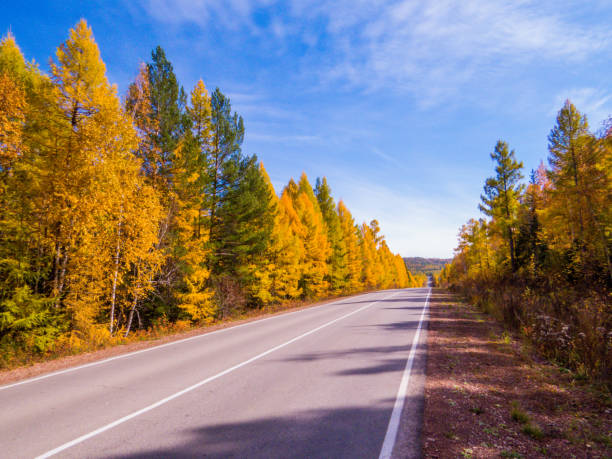 istock Autumn in Siberia 1191414483