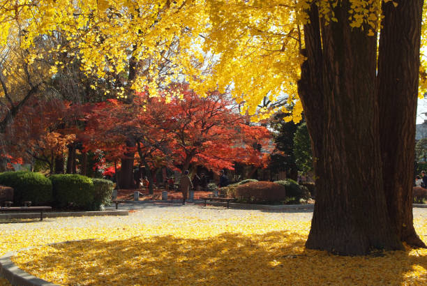 istock Under a ginkgo tree on an autumn sunny day 1191415381