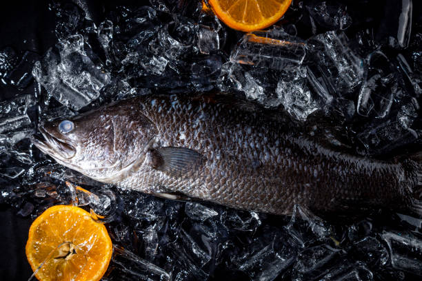 istock Fresh sea bass fish on ice on a black stone table top view 1191416808