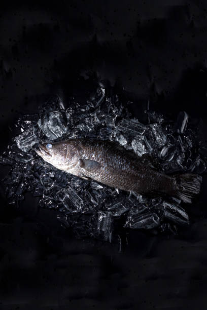 istock Fresh sea bass fish on ice on a black stone table top view 1191416846