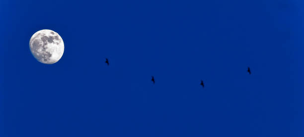 istock Full moon with bats flying on the blue sky. 1191417327