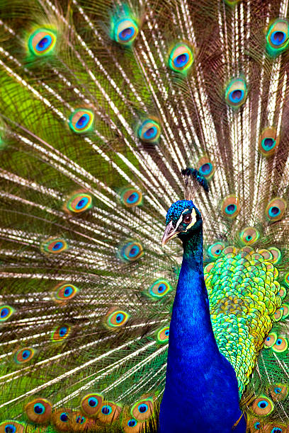 istock Proud male peacock flaunting his feathers 119141939