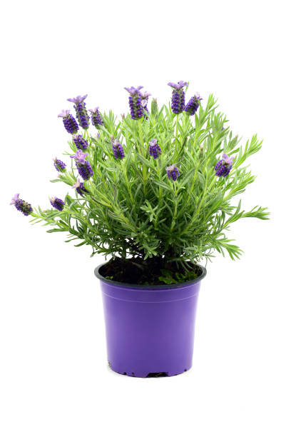 two colorful blue flower pots on a garden table in a green garden with green plants