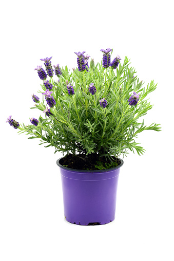 Spanish lavender (Lavandula stoechas) on white isolated background.