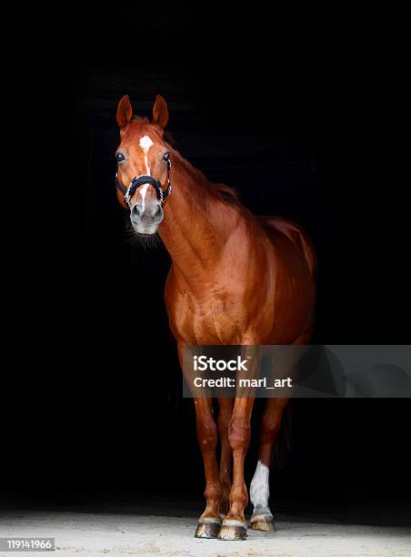 Horse On Black Stock Photo - Download Image Now - Horse, Curiosity, Racehorse