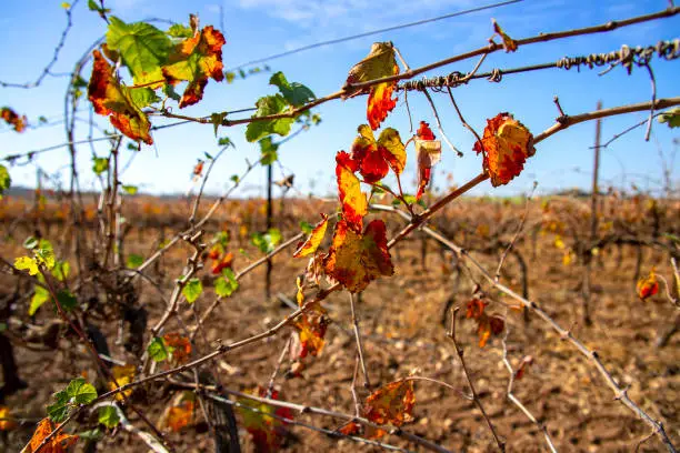 Rows of vines with colorful leaves of autumn vineyards close-up on a blurred background. Israel